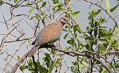 Laughing Dove